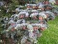 Noble Fir / Abies procera 